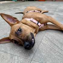 Thumbnail photo of Mini #4