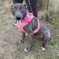 Thumbnail photo of Tilly #1