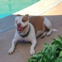 Thumbnail photo of Zorro #2