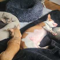 Thumbnail photo of Zorro #3