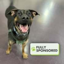 Thumbnail photo of Milo #1