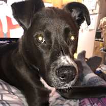 Thumbnail photo of Kobe #2