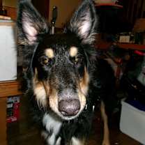 Thumbnail photo of Shollie #1