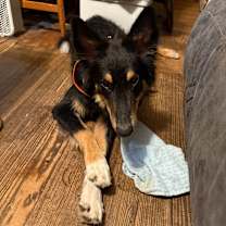 Thumbnail photo of Shollie #2