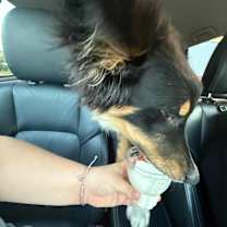 Thumbnail photo of Shollie #3