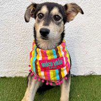 Thumbnail photo of Amor #2