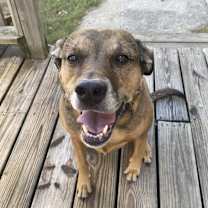 Thumbnail photo of Shersha #2