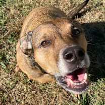 Thumbnail photo of Shersha #4