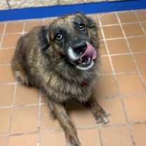 Thumbnail photo of Chocolate K52 10/14/25 #2