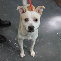 Thumbnail photo of Patches #1