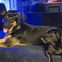 Thumbnail photo of Korina #3