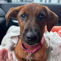 Thumbnail photo of Vici #2