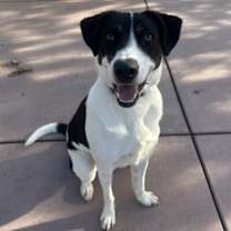 Thumbnail photo of Mr. Bojangles #4