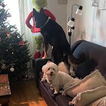 Thumbnail photo of Ghost #4