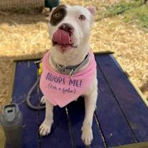 Thumbnail photo of Ophelia #4