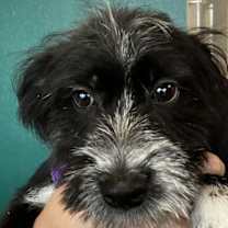 Thumbnail photo of BANFF #4