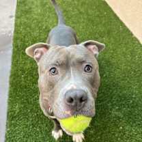 Thumbnail photo of Jabarkus #2