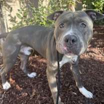 Thumbnail photo of Jabarkus #3