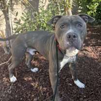 Thumbnail photo of Jabarkus #4