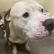 Thumbnail photo of Pley #2