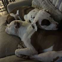 Thumbnail photo of Pley #4