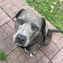 Thumbnail photo of Coco (Cookie) #1