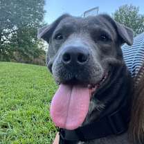 Thumbnail photo of Coco (Cookie) #2