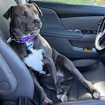 Thumbnail photo of Coco (Cookie) #3