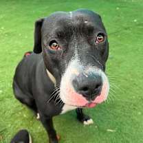 Thumbnail photo of Poison Ivy #2