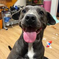 Thumbnail photo of Coco (Cookie) #4