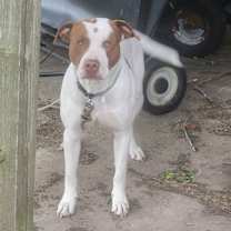 Thumbnail photo of Brute #1