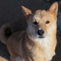 Thumbnail photo of Philip (HDS) #2