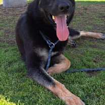 Thumbnail photo of Artemis #1