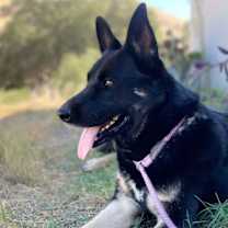 Thumbnail photo of Artemis #2