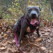 Thumbnail photo of Alamo (aka ‘MoMo’) #4