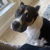 Thumbnail photo of Noxina #3