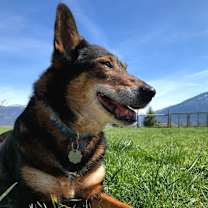 Thumbnail photo of Genie #4