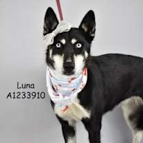 Thumbnail photo of Ginny & Luna #4