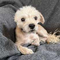 Noble Lil MS Nalah ~ Lovely Lady !