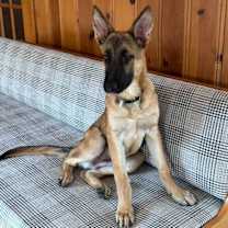 Thumbnail photo of Ralph #2