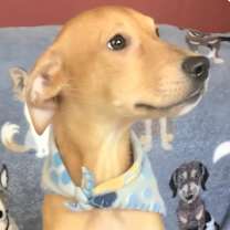 Thumbnail photo of ANDY #4