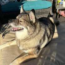 Thumbnail photo of Louie fka Lobo #3