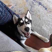 Thumbnail photo of Jet #4