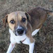 Thumbnail photo of Pup Jack #2