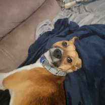 Thumbnail photo of Pup Jack #3