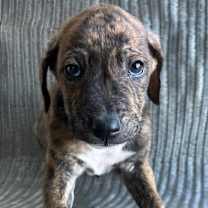 Thumbnail photo of Baby Watson #4