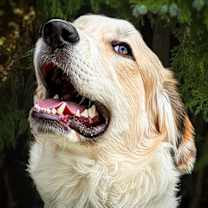 Glorious Mr Gregor ~ Aussie Pyr