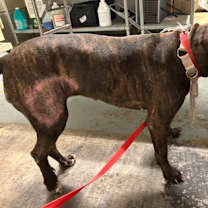 Thumbnail photo of Maple #2