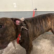 Thumbnail photo of Maple #3