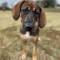 Thumbnail photo of Bowser #1